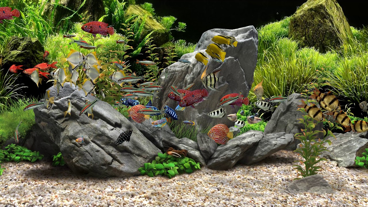 Dream Aquarium - Mixed #4 (4K)