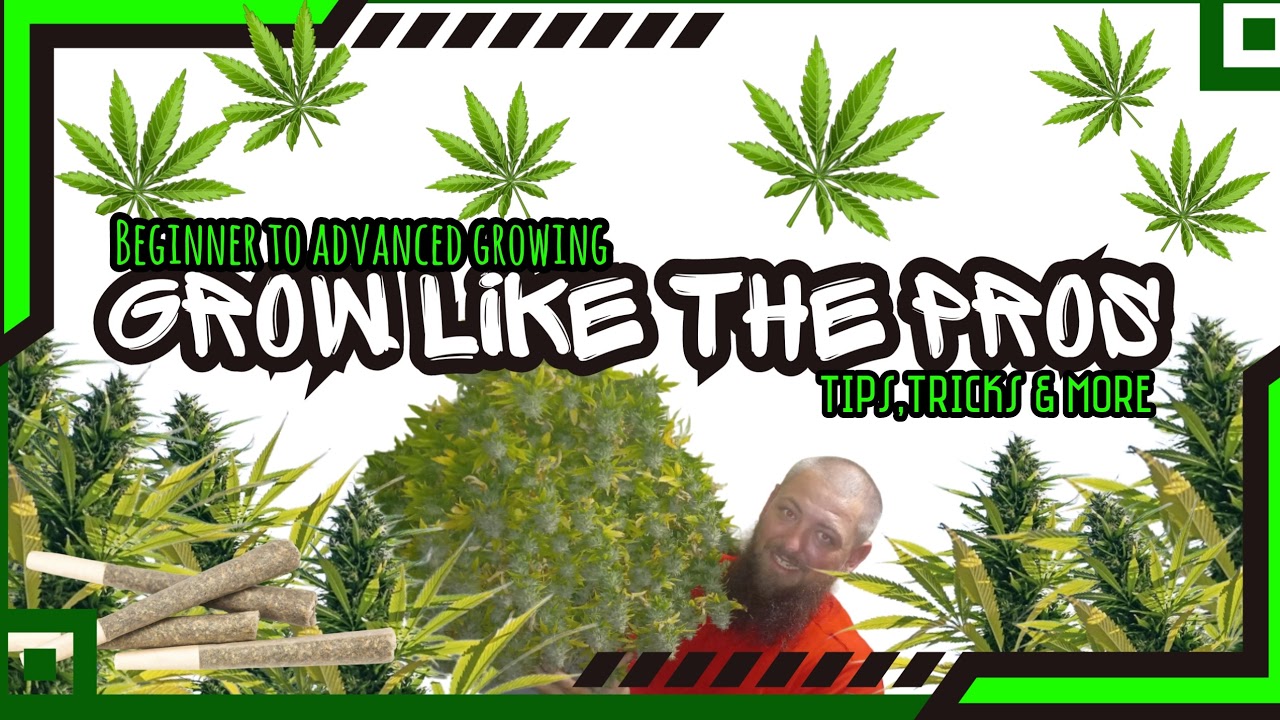 Joe's Grows LIVE