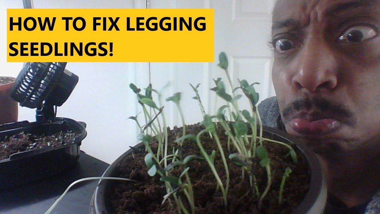 How To Fix Long & Legging Seedlings | Gardening for Beginners | Spider Farmer Grow Light SF1000