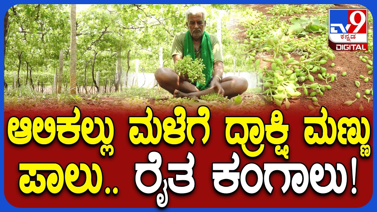 Rain Effect: ಆಲಿಕಲ್ಲು ಮಳೆಗೆ ನೂರಾರು ಎಕರೆಯಲ್ಲಿ ಬೆಳೆದಿದ್ದ ದ್ರಾಕ್ಷಿ ತೋಟಗಳು ಮಣ್ಣುಪಾಲು! | #TV9D
