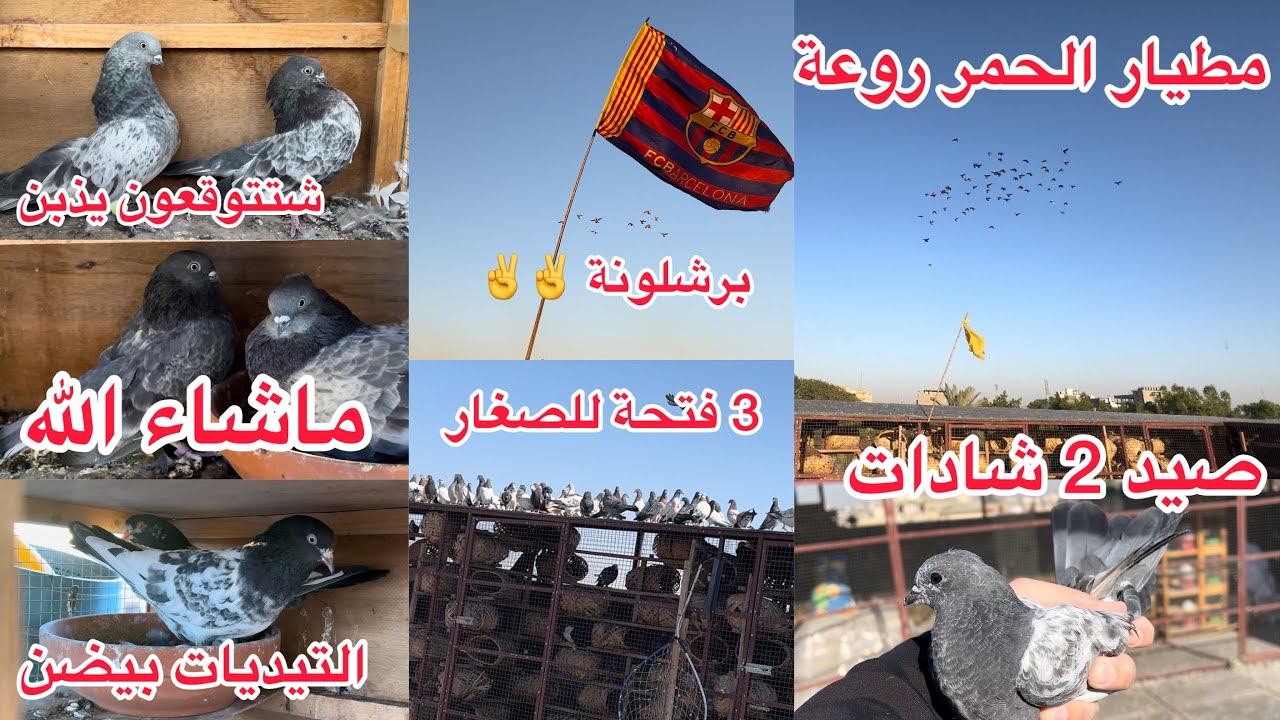 صيد 2 شادات تور 😘 صورتلكم الخانات 🥰 الصغار نضربت 😍