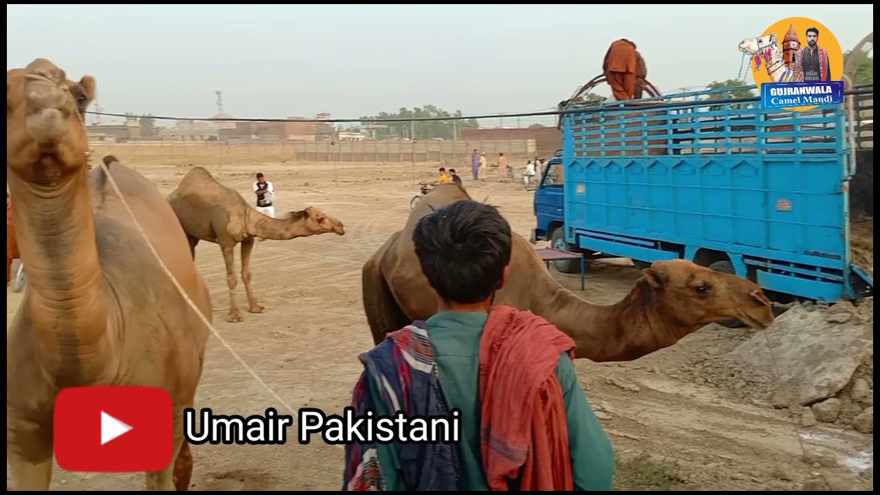 Gujranwala Camel Mandi 2021 unloading Camel Near Wapda Town Gujranwala