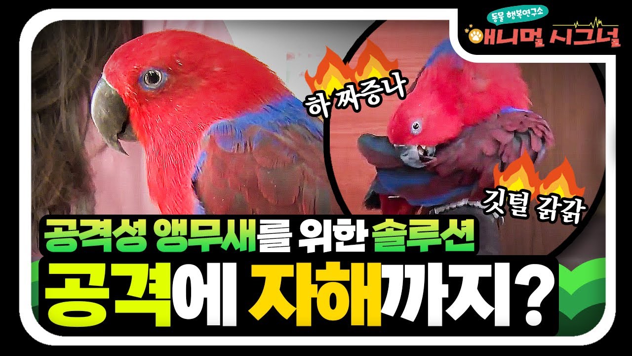 앵무새의 문제행동, 가장 큰 원인은 먹이라고?!🔥 [#애니멀시그널] / YTN 사이언스