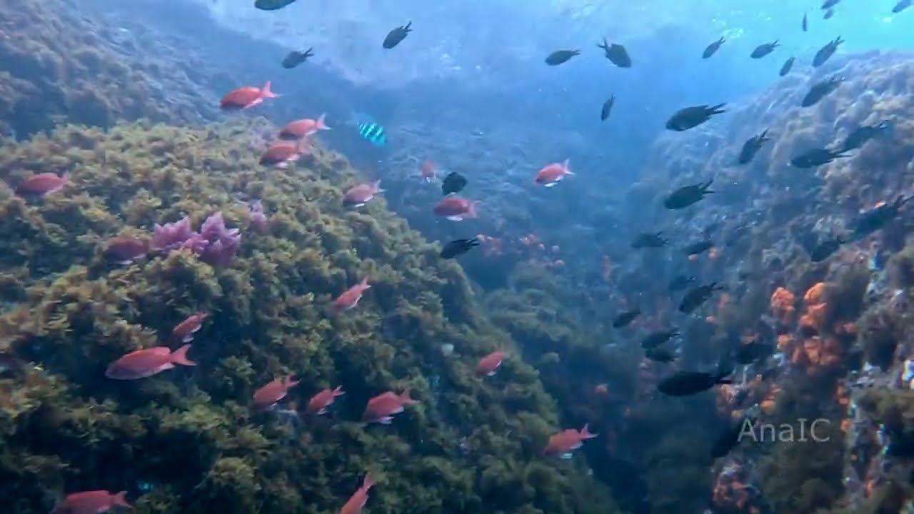 La Herradura, reino de antias