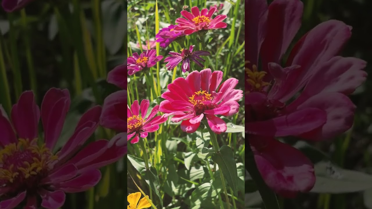 《霧中酒徑》短影音｜關於休耕的花海（CC字幕）