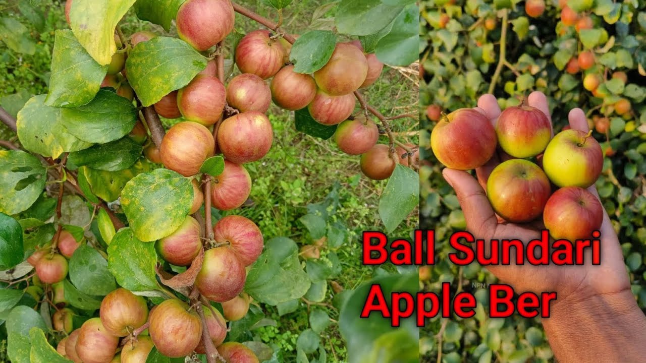 Ball Sundari Apple Ber Successful Farming India