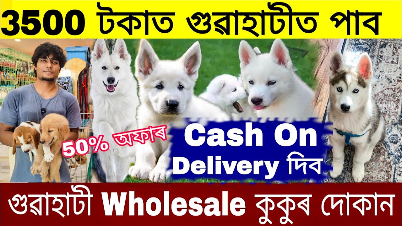 dog market in guwahati | মাত্ৰ ৩৫০০ টকাত কিনক dog | wholesale pet market in guwahati