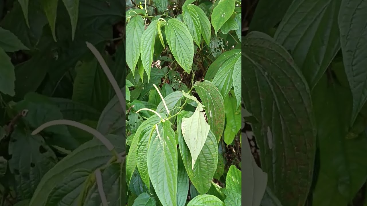 Health Benefits of the Cordoncillo Negro (Matico) Piper Aduncum