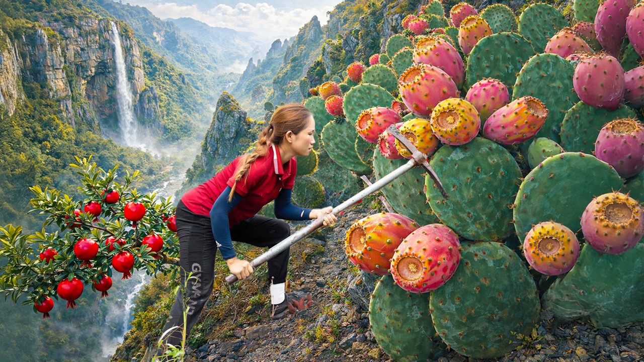 Harvesting +1000 Giant Mountain Cacti on Cliffs, Rare Cactus Species Thrives in Harsh Conditions