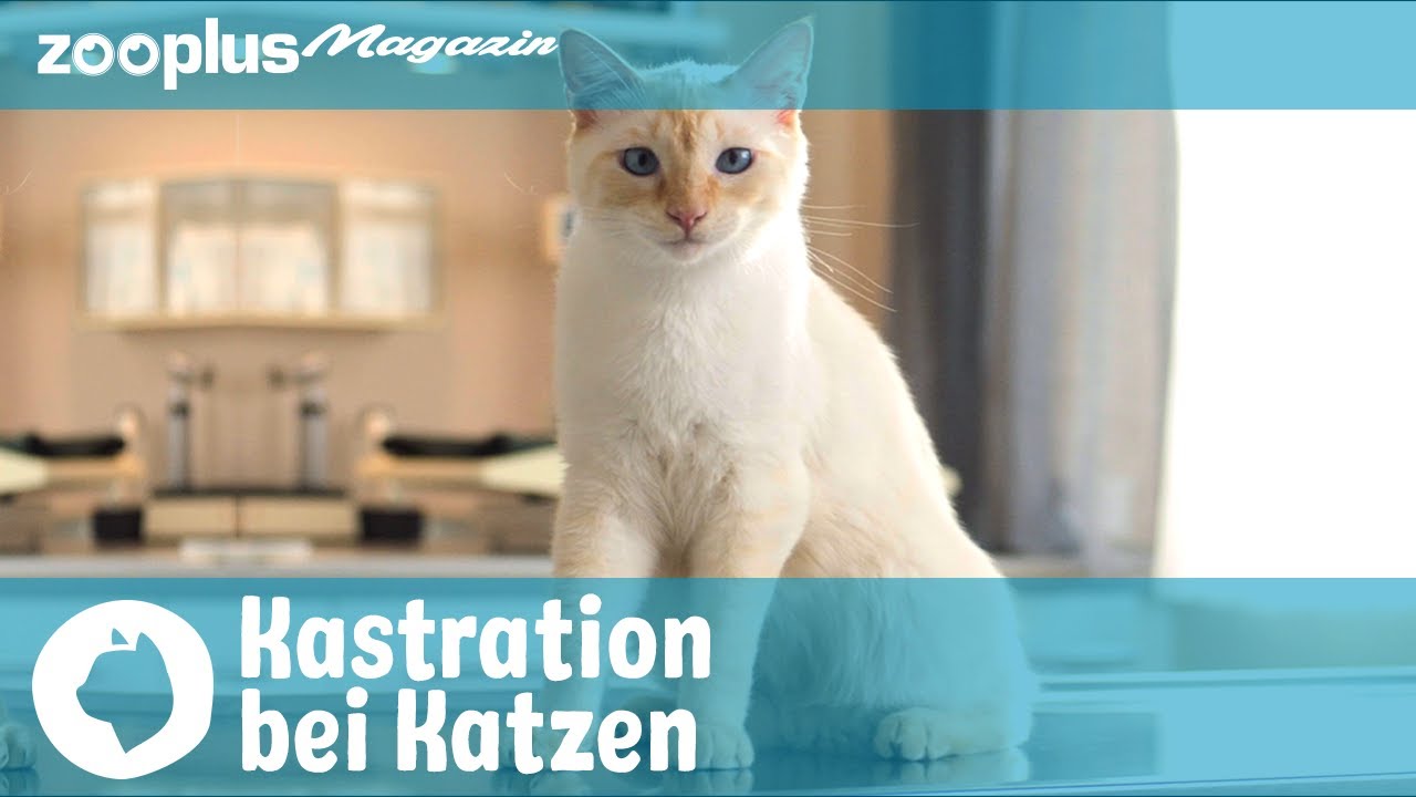 Kastration bei Katzen: Gründe, Ablauf, Vor- & Nachteile | zooplus Magazin