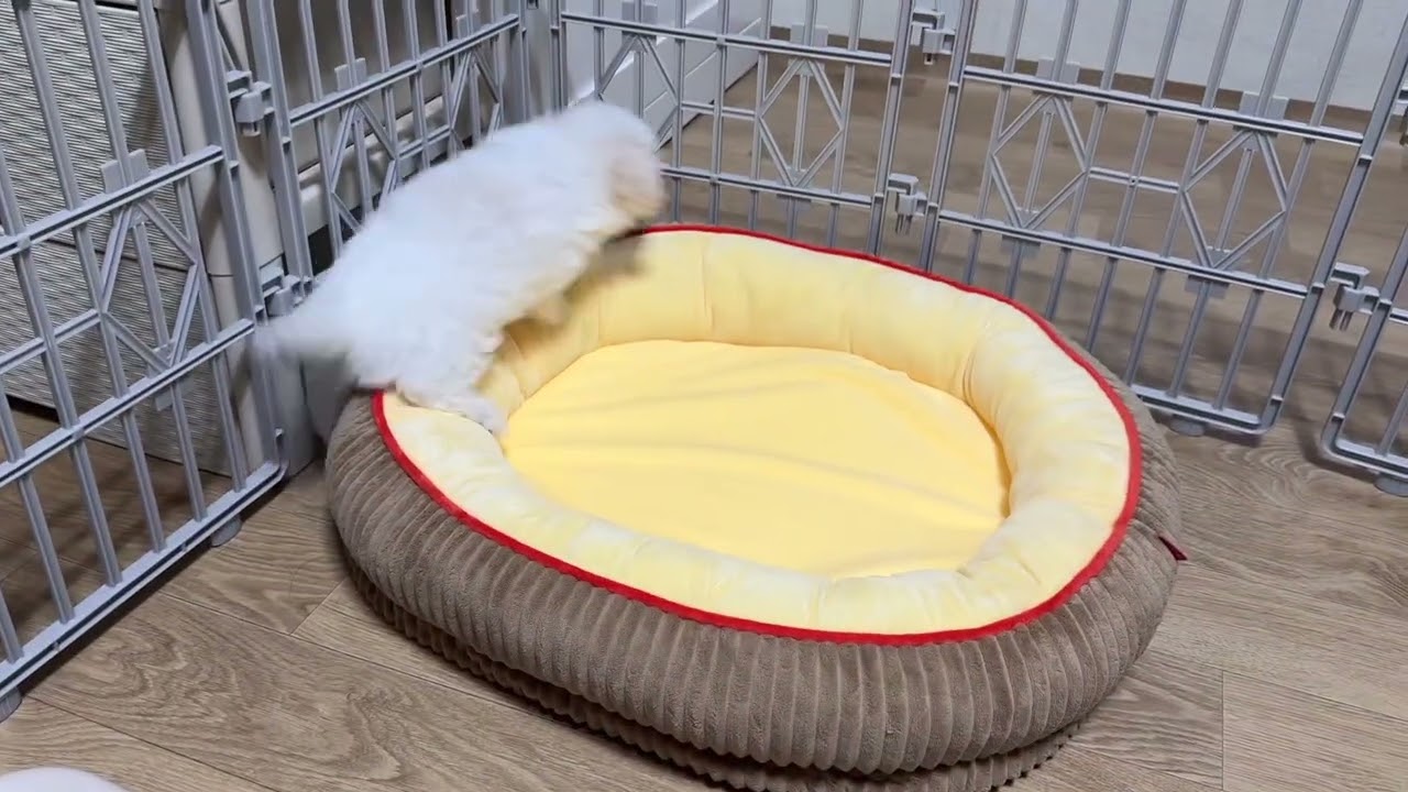 콩떡아 만나서 반가워 | 새끼 강아지 입양 첫날