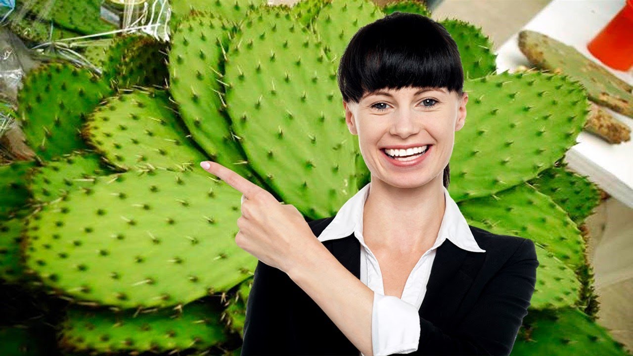Para Que Sirve El Nopal Y La Sabila Juntos 💁 Para Que Es Bueno El Nopal