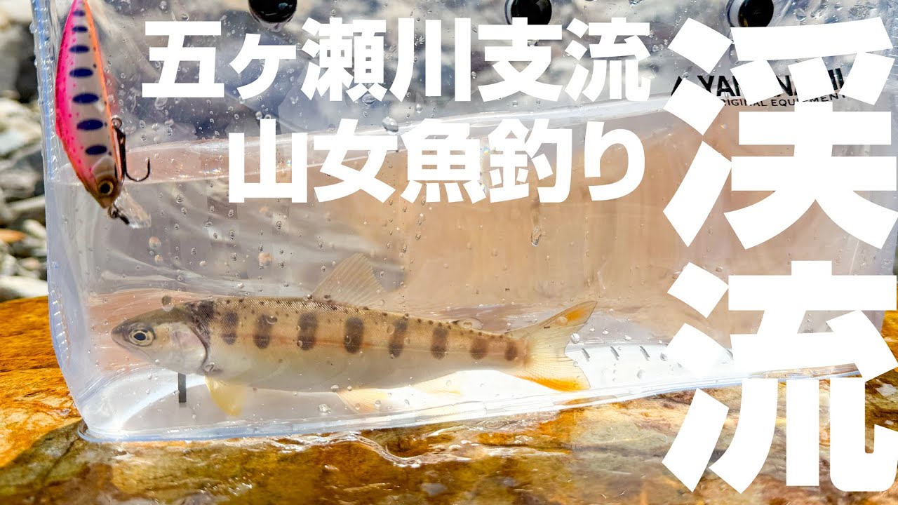 【のんびり釣行】五ヶ瀬川支流で山女魚釣り！