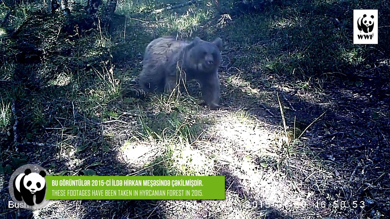 WWF-Azerbaijan, Brown bear 2015