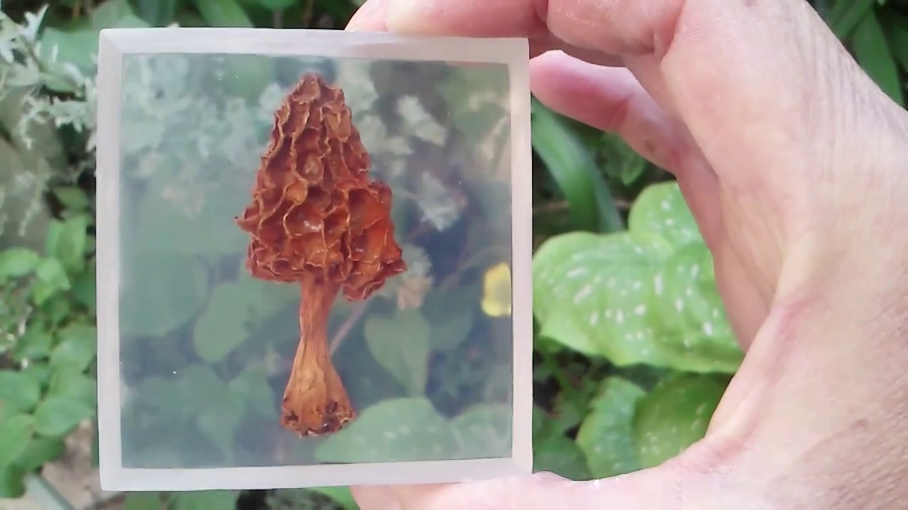 Encapsulado de hongo deshidratado en resina cristal