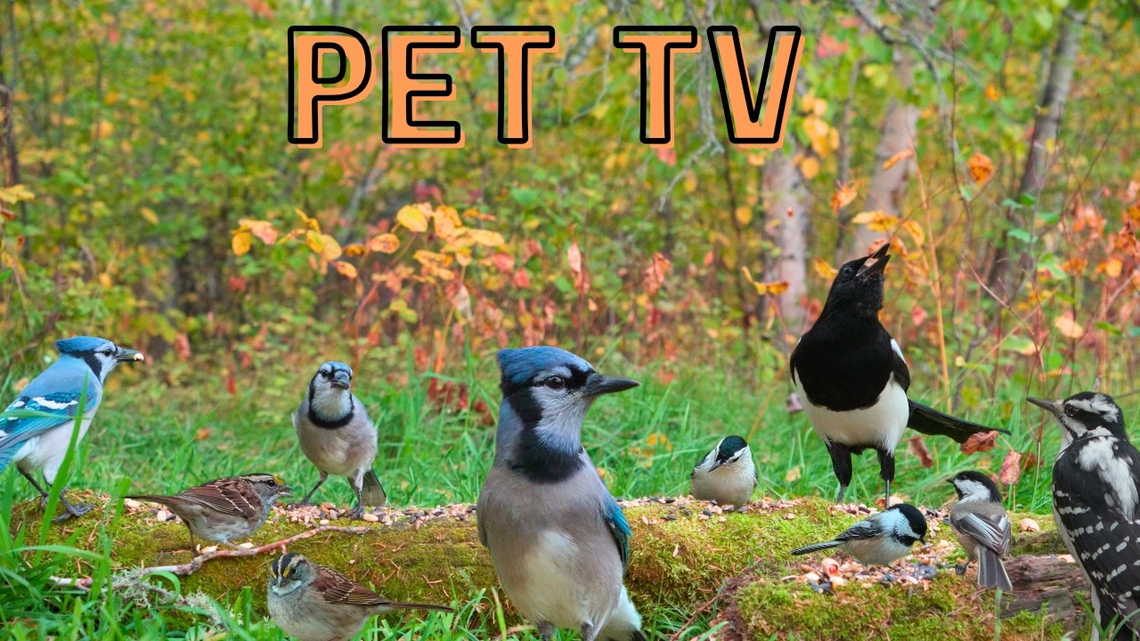 Cat TV &bull; Dog TV - Non-stop Birds! 😻 Nature Sounds for Cats, Dogs, and People