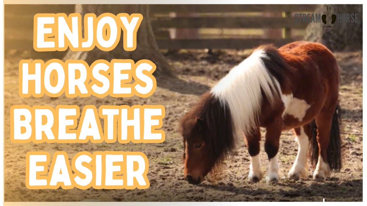 Enjoy Horses in Nature and Breathe Easier Today 😁🐴