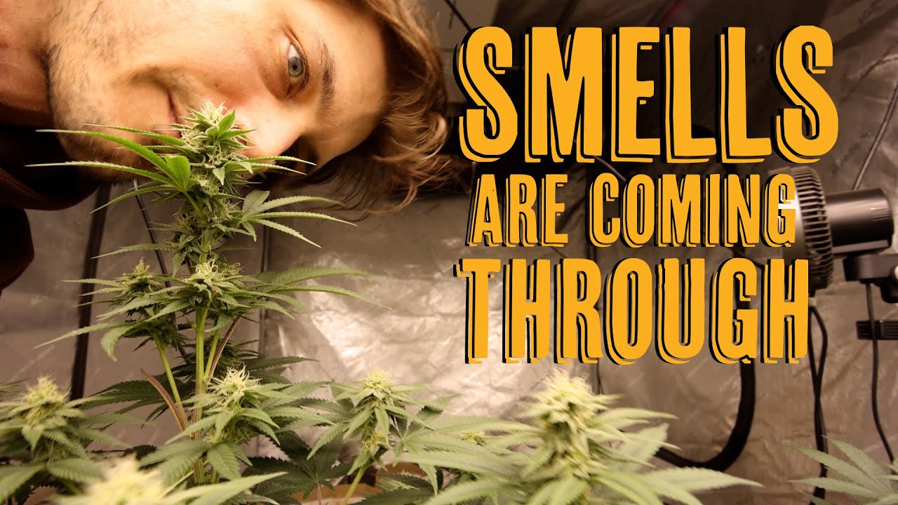 Smells Are Coming Through Week 4 of Flower S7
