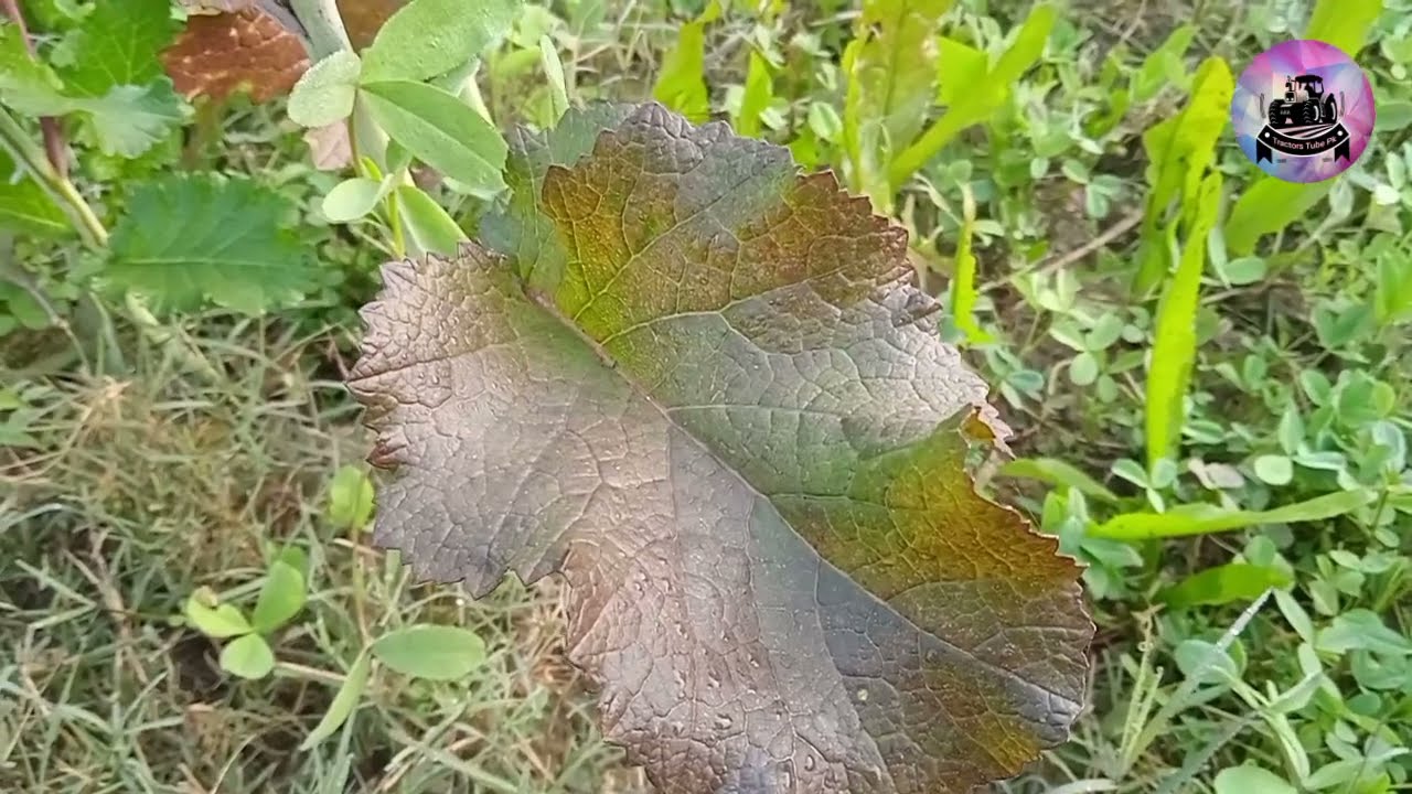 berseem ka sardi bachao kis trah kary | how to protect alfalfa from frost
