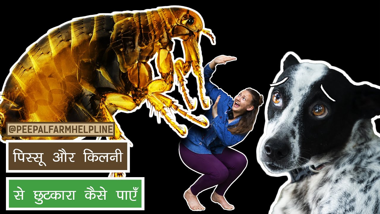 पिस्सू और किलनी से छुटकारा कैसें पाएँ ? | How to get rid of ticks and fleas | Remove Ticks and Fleas