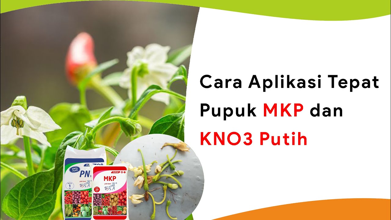 Waktu yang Tepat Gunakan Pupuk MKP dan KNO3 Putih, Agar Terhindar dari Kerontokan Bunga