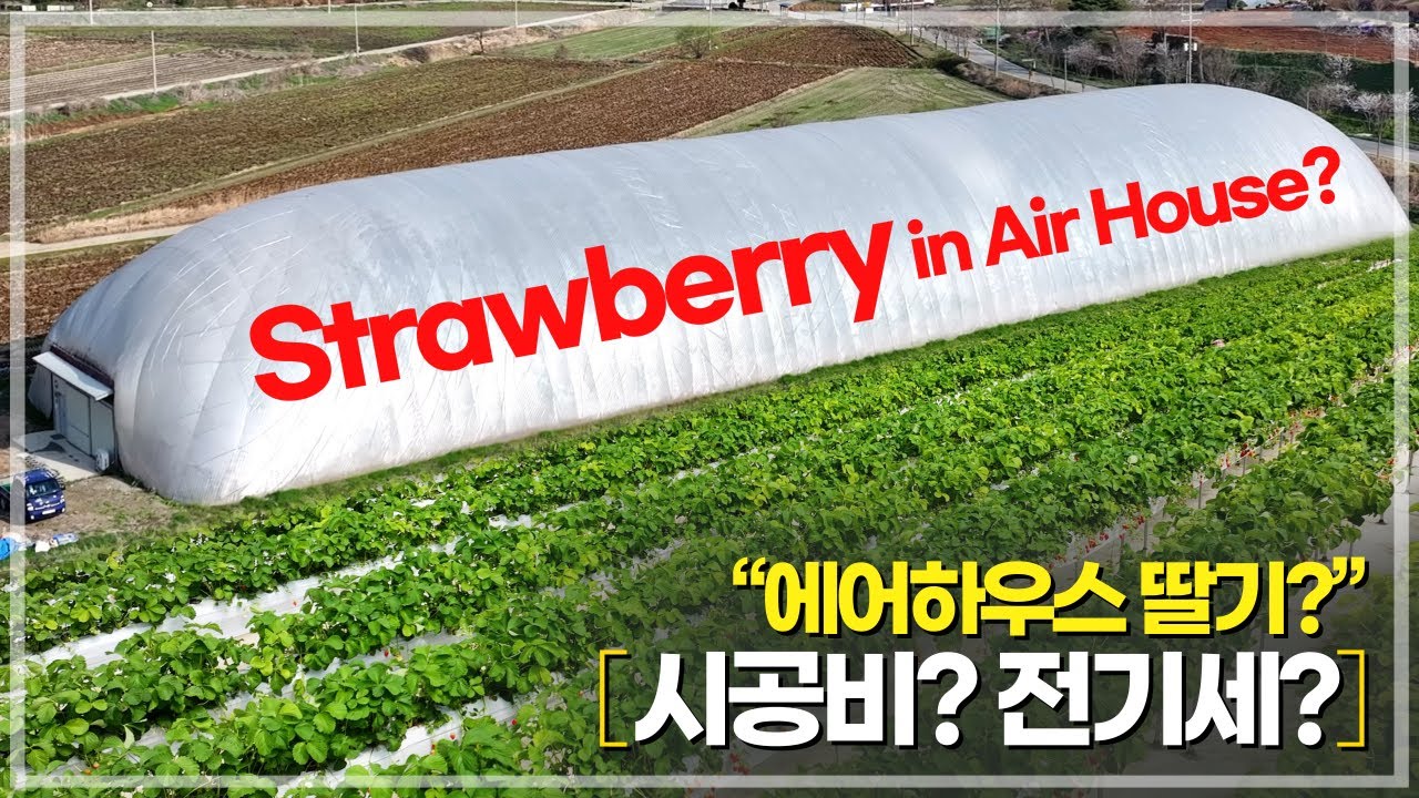 에어하우스 딸기 농사, 시공비는? 청년 농부의 에어하우스 실전 후기