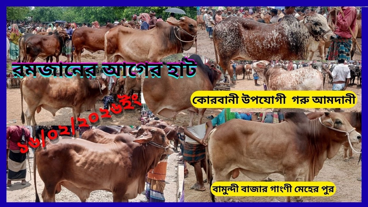 অরজিনাল পাবনায় শাহীওয়াল  জাতের গরু  রমজানের আগের হাটে আমদানী পরিমাণ বামুন্দী বাজার গাংনী মেহেরপুর ২৬