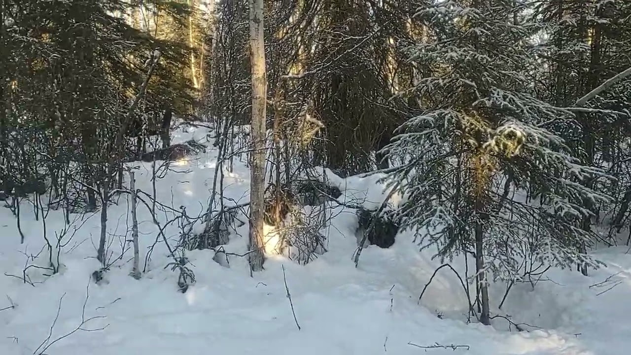 Двойняшки-лосята делают то, что делают лоси. Мир вам, друзья!