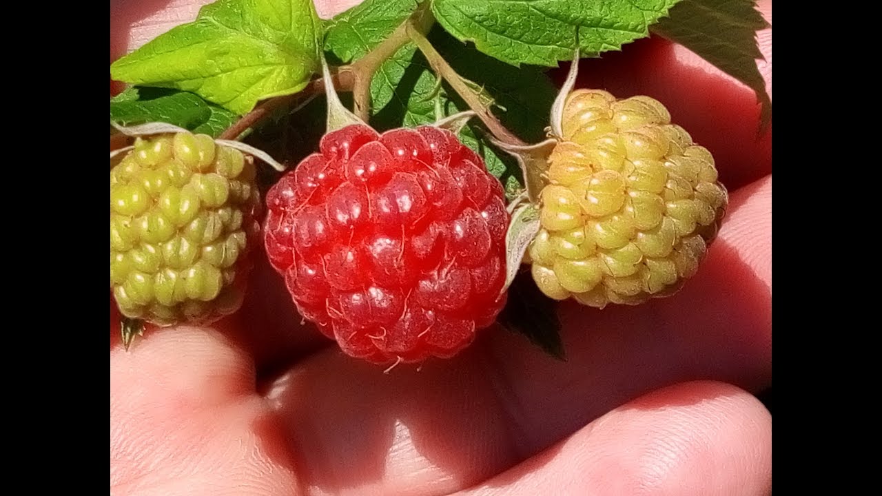 Выращивание малины в контейнерах