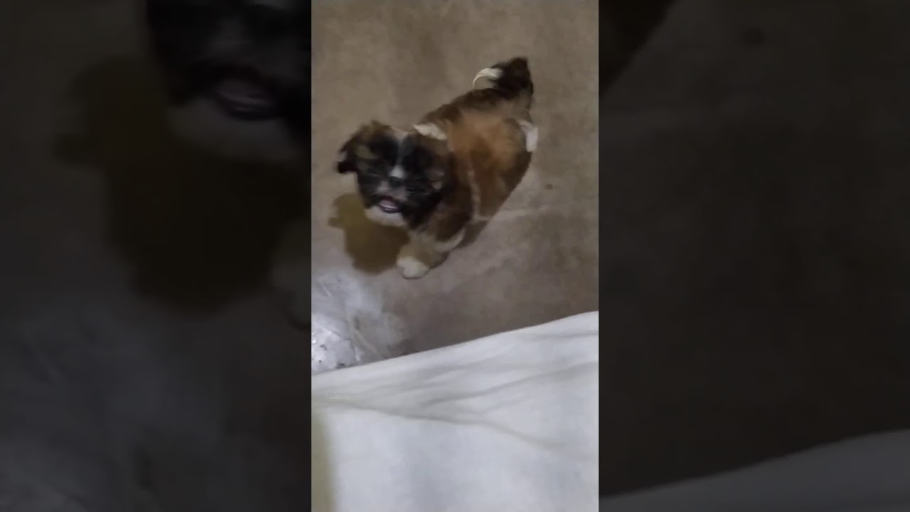 ShihTzu filhote come&ccedil;ar latido agora 2 m&ecirc;s