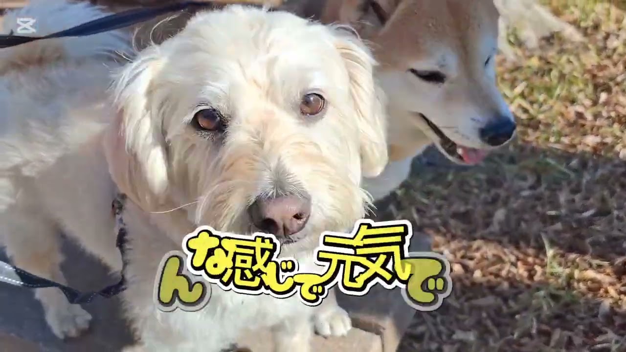 つくちゃん治ったと思ったら、まだダメみたい🥲でも元気なんだよ🐶#柴犬#柴プー#可愛い犬#千葉県船橋市