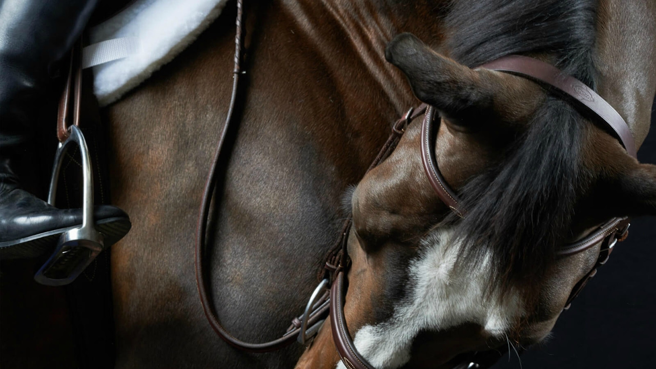 Paradise || Equestrian Music Video