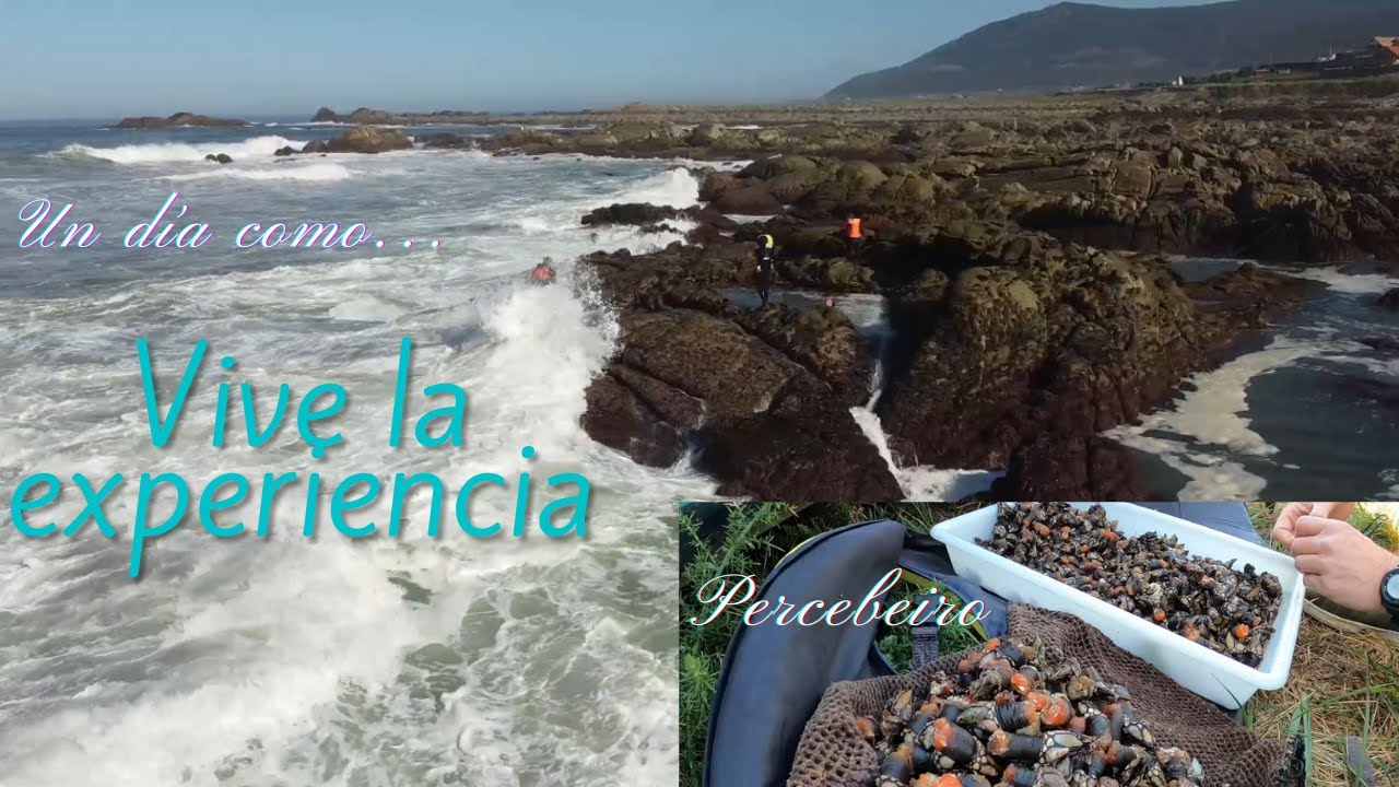 Percebe: Un d&iacute;a como PERCEBEIRO