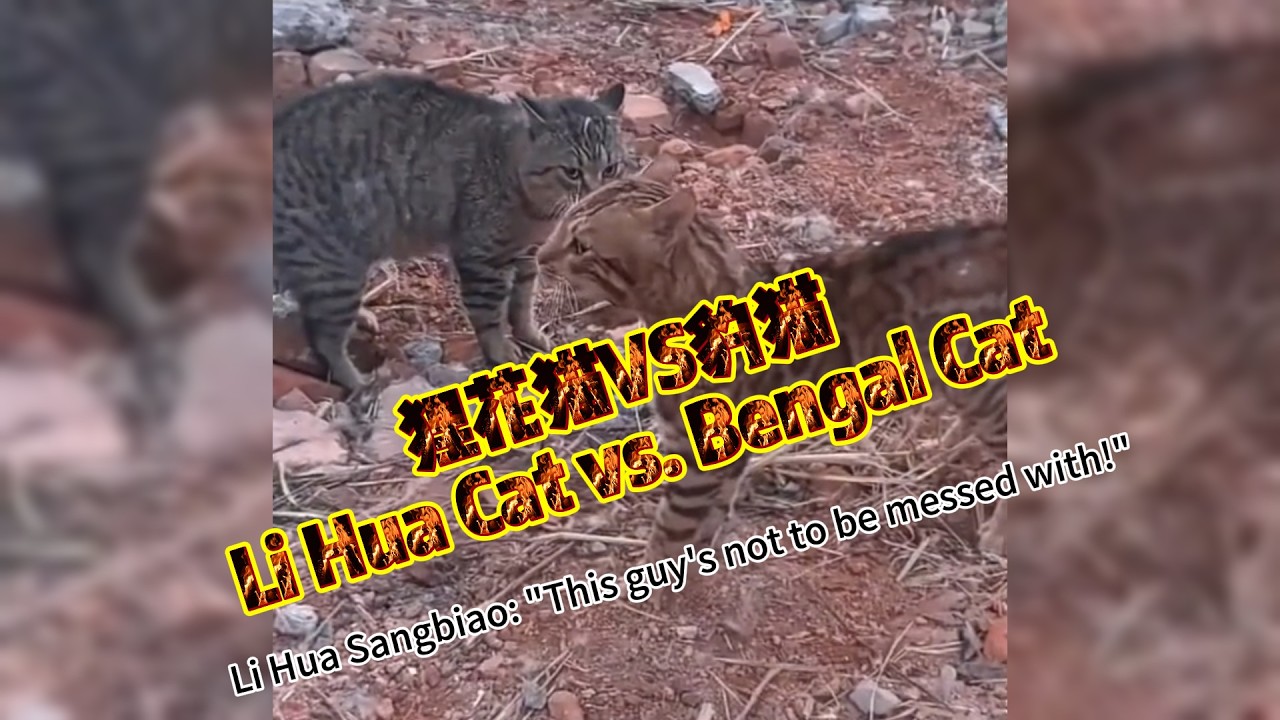 狸花猫VS豹猫【Li Hua Cat vs. Bengal Cat】#cat