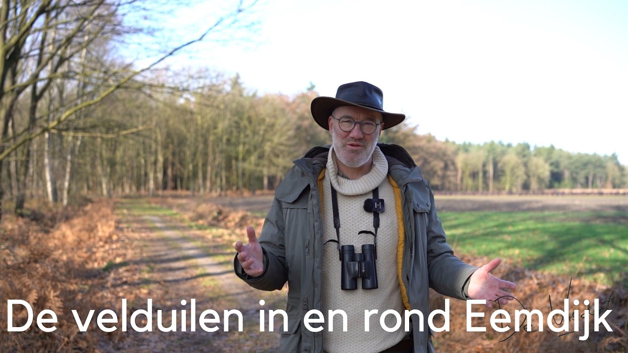 De velduilen in en rond Eemdijk #1726