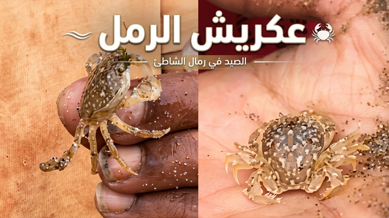 كيف تجمع سلطعون الرمل ؟