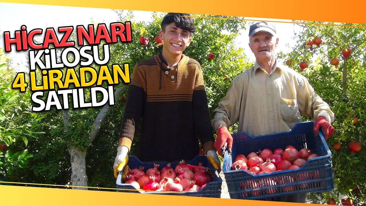 Yılın İlk Hicaz Narı Hasadı Silifke’de Yapıldı
