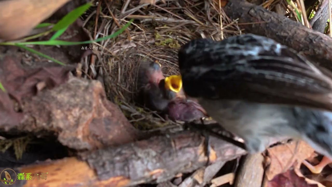 The cuckoo was really fierce. It suddenly struck hard and pushed the chick off the railing杜鹃鸟把小鸟推下护栏