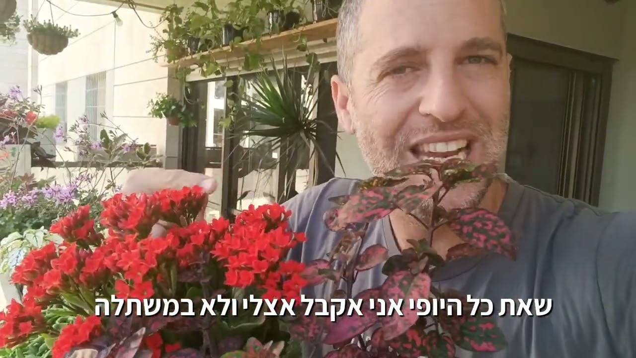ניצנית צמח צל שפורח מעל 25 ימים ברציפות