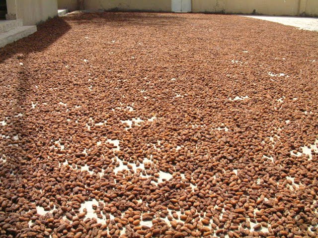 مزارع فلسطيني يستخدم تقنية جديدة لتجفيف البلح