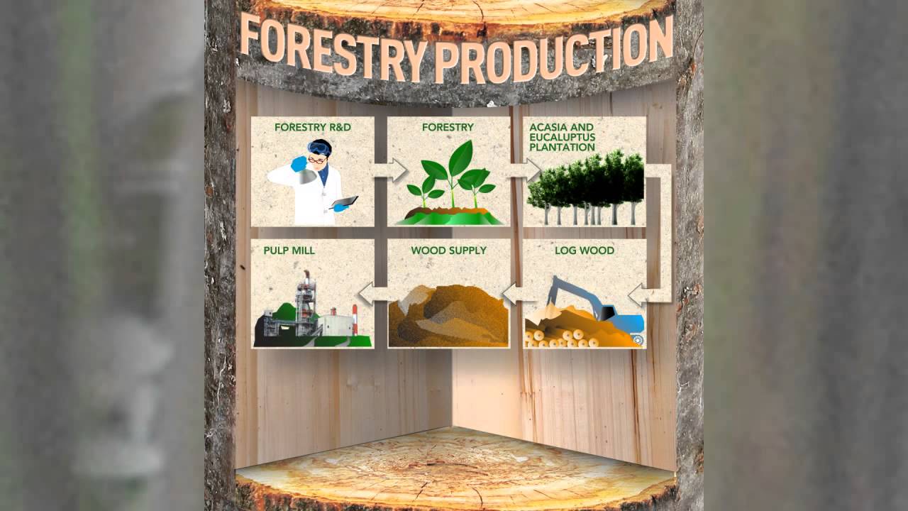Sustainable Paper from Plantation to Product