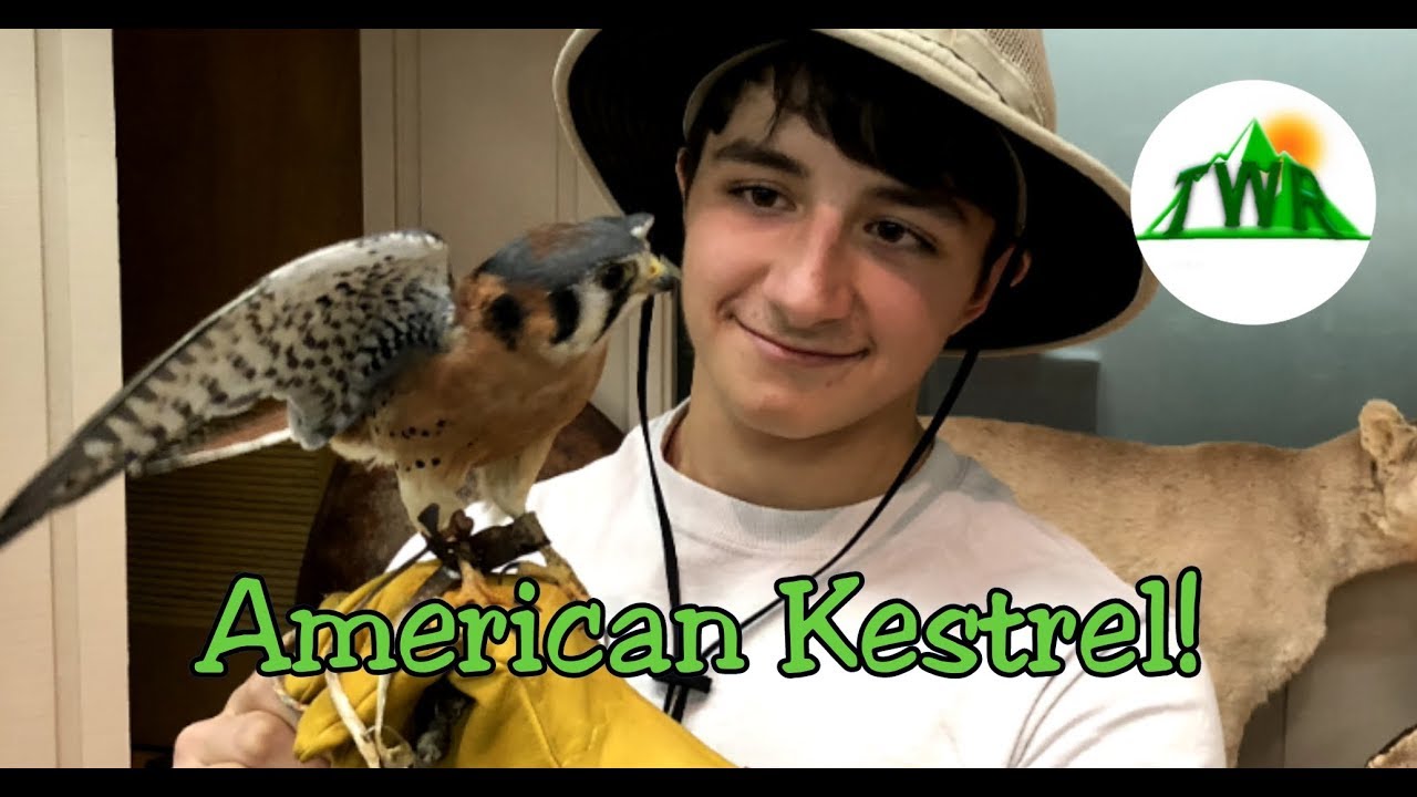 The Smallest Falcon in North America - The American Kestrel!