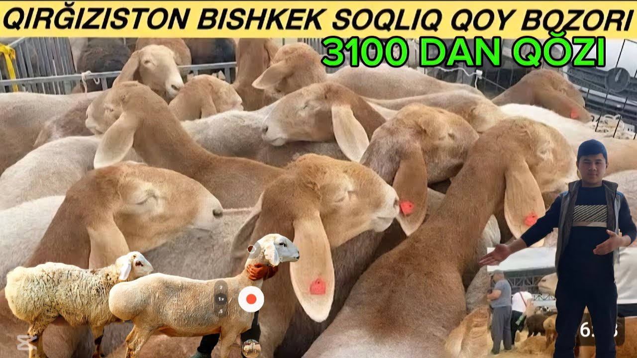 3100migdan QŎZI NAQ 2 3 KUDA TUĞADIGAN BŎĞOZ SOVLIQ GEGATLAR KELDI ONA BOL BARA QŎZI 500ARZON