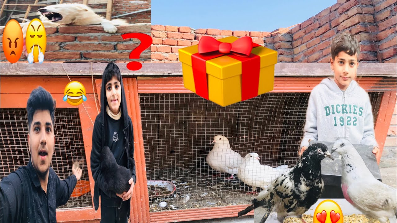 Mini Zoo Gift 🥰🥰🥰🥰🥰🥰❓🎁