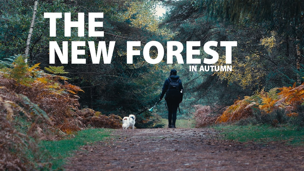 The New Forest | 4K Sony A6700