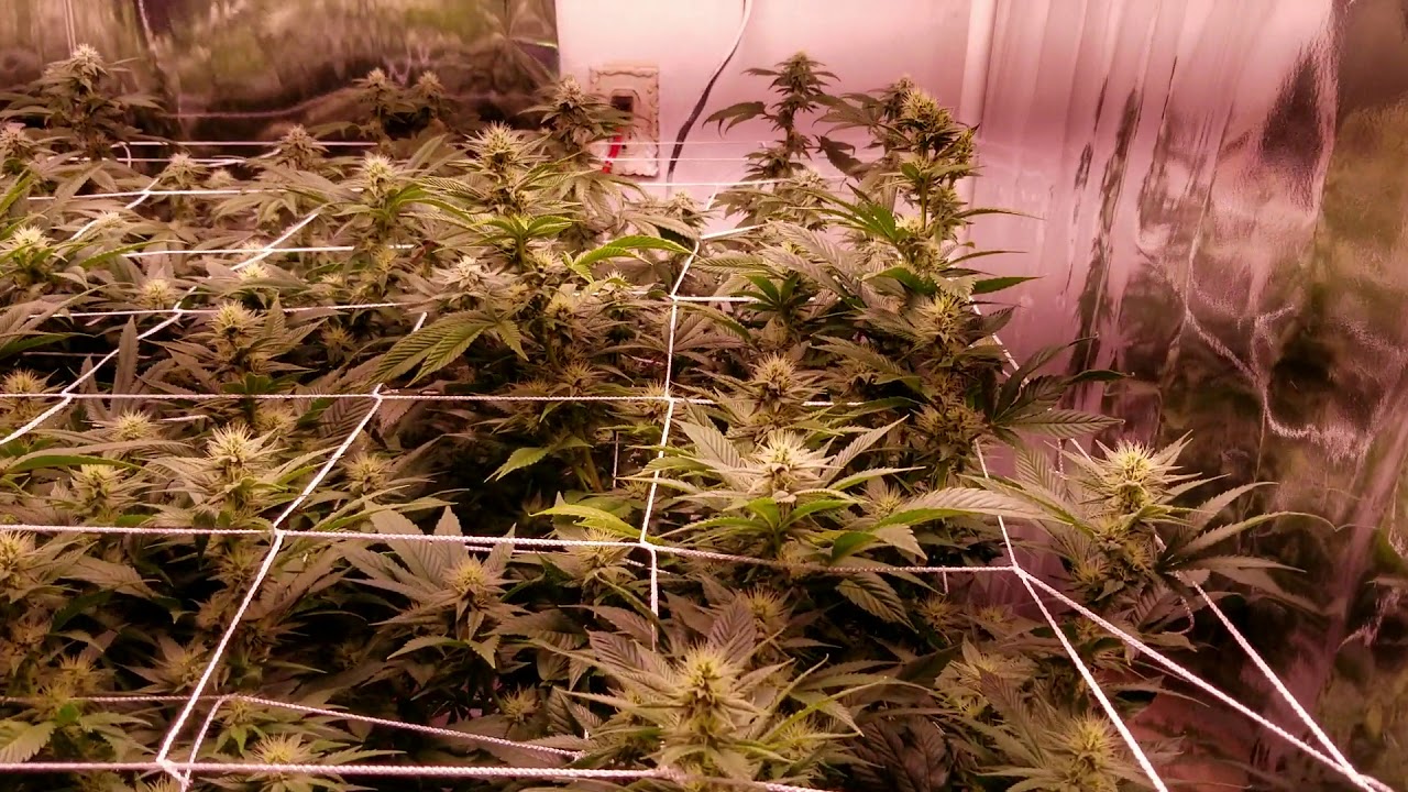 Apelila 8000 watt led grow 4 weeks