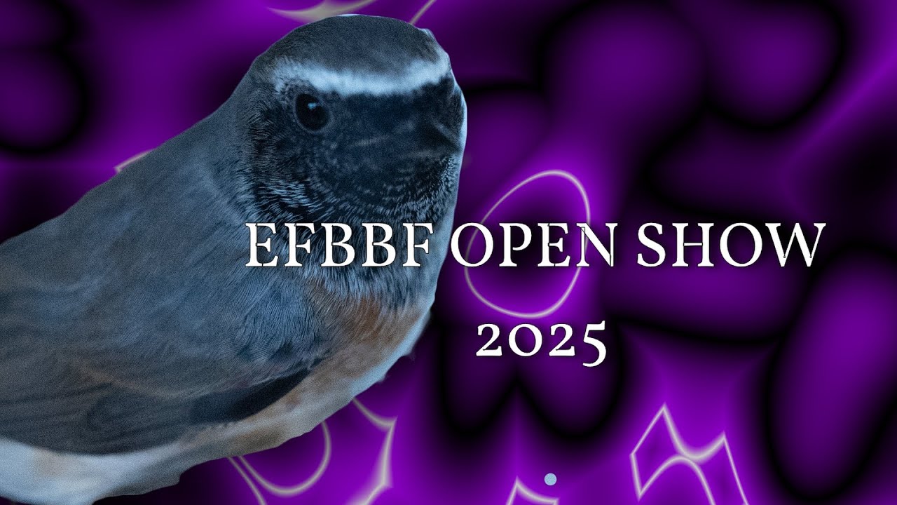 EFBBF OPEN SHOW 2025