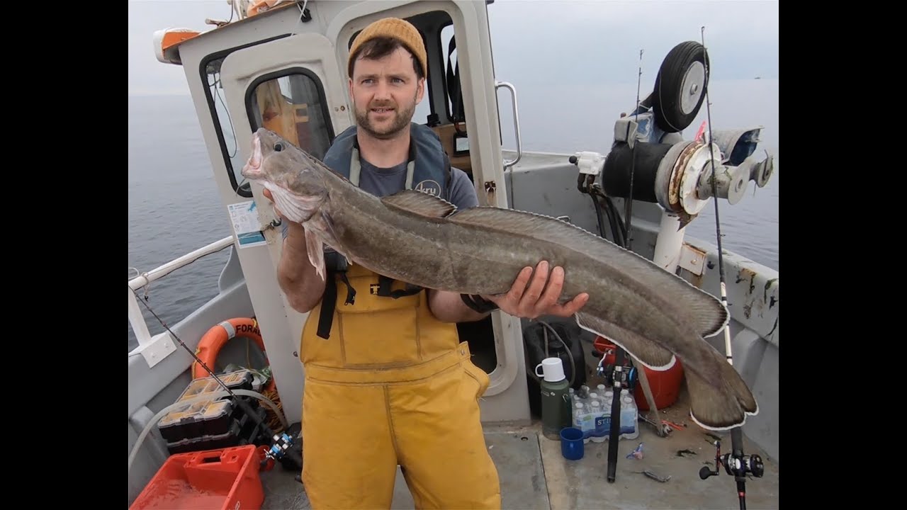 FH20 Forager - 2022 E2 - Sea Fishing, Mackerel, Whiting and a wreck caught Ling