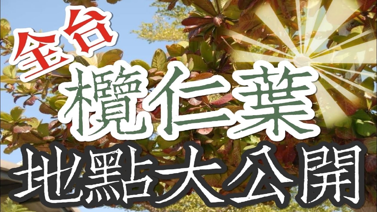 🐁全台欖仁葉🐁🍭100個地點大公開🍭ft.@OTOT9453 🍭若知道哪裡還有欖仁樹歡迎在影片下方留言。
