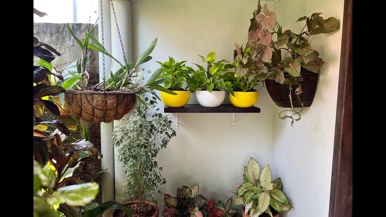 COLORINDO E DECORANDO A CASA COM JIBÓIAS EM VASOS ARTESANAIS. FLORAÇÃO DE ORQUI... Ateliê Florescer